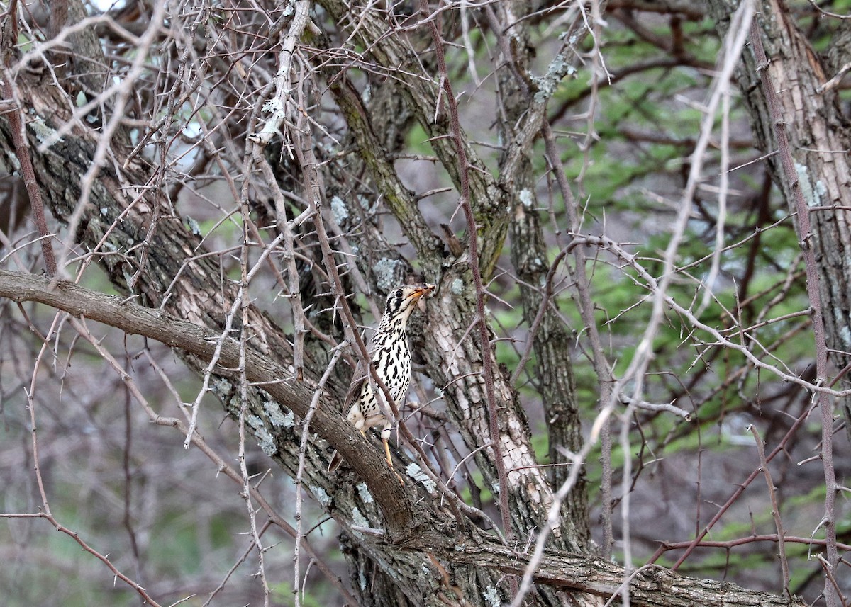 Groundscraper Thrush - ML634271490
