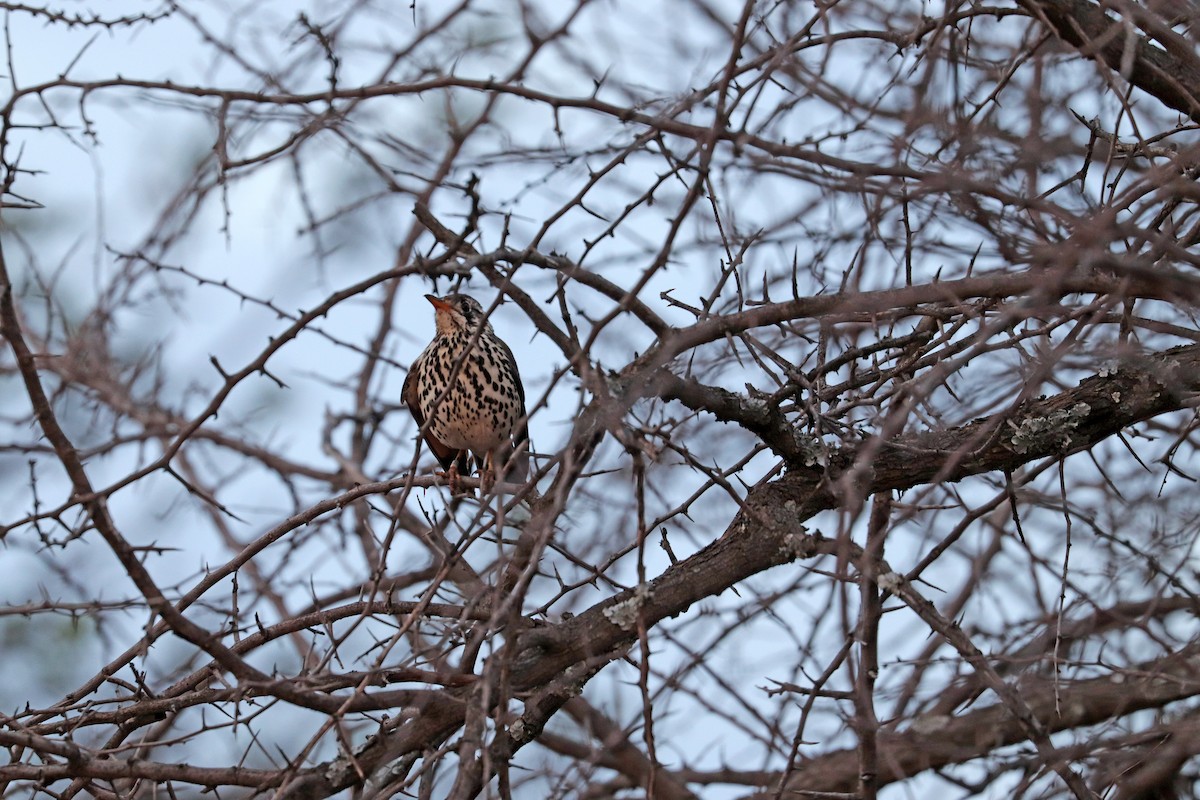Groundscraper Thrush - ML634271491