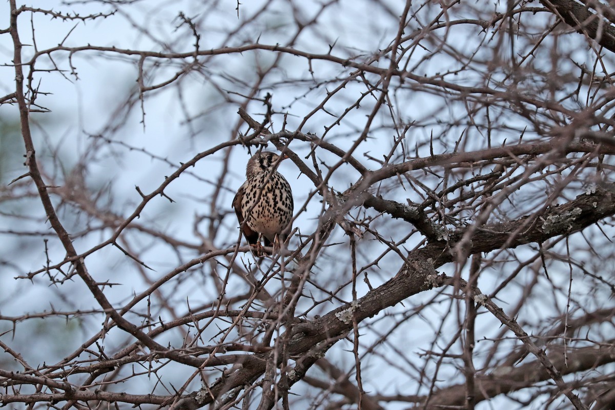 Groundscraper Thrush - ML634271492