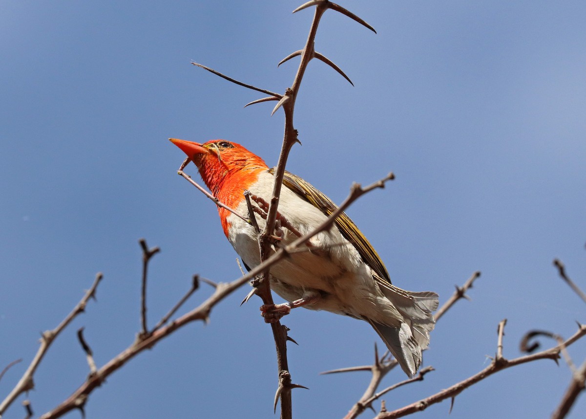 Red-headed Weaver - ML634271502