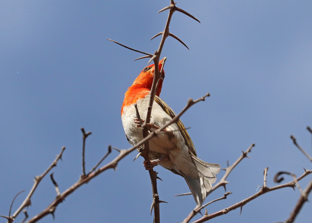Red-headed Weaver - ML634271504