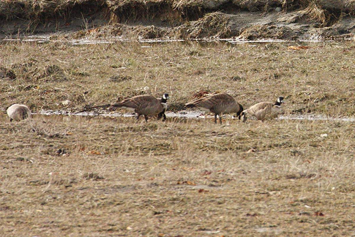 Cackling Goose - ML634271828