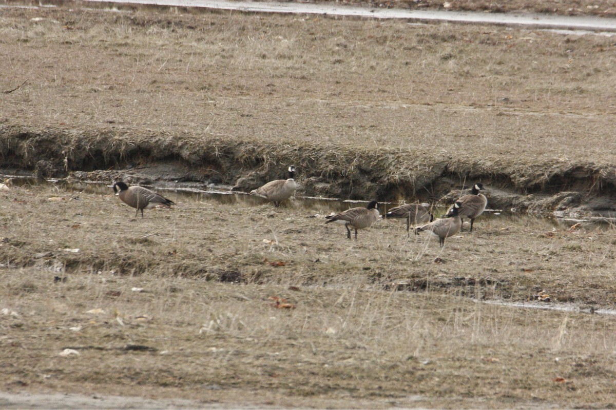 Cackling Goose - ML634271830
