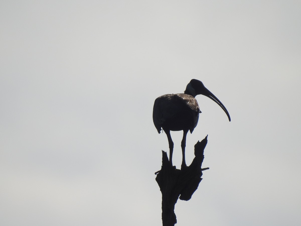White-shouldered Ibis - ML634271864