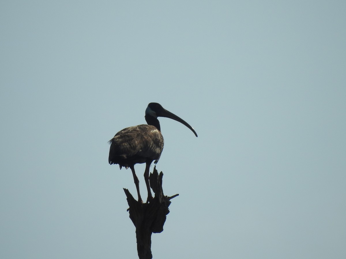 White-shouldered Ibis - ML634271865