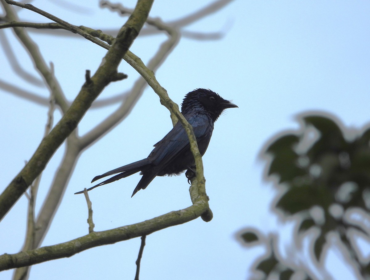 Bronzed Drongo - ML634271885