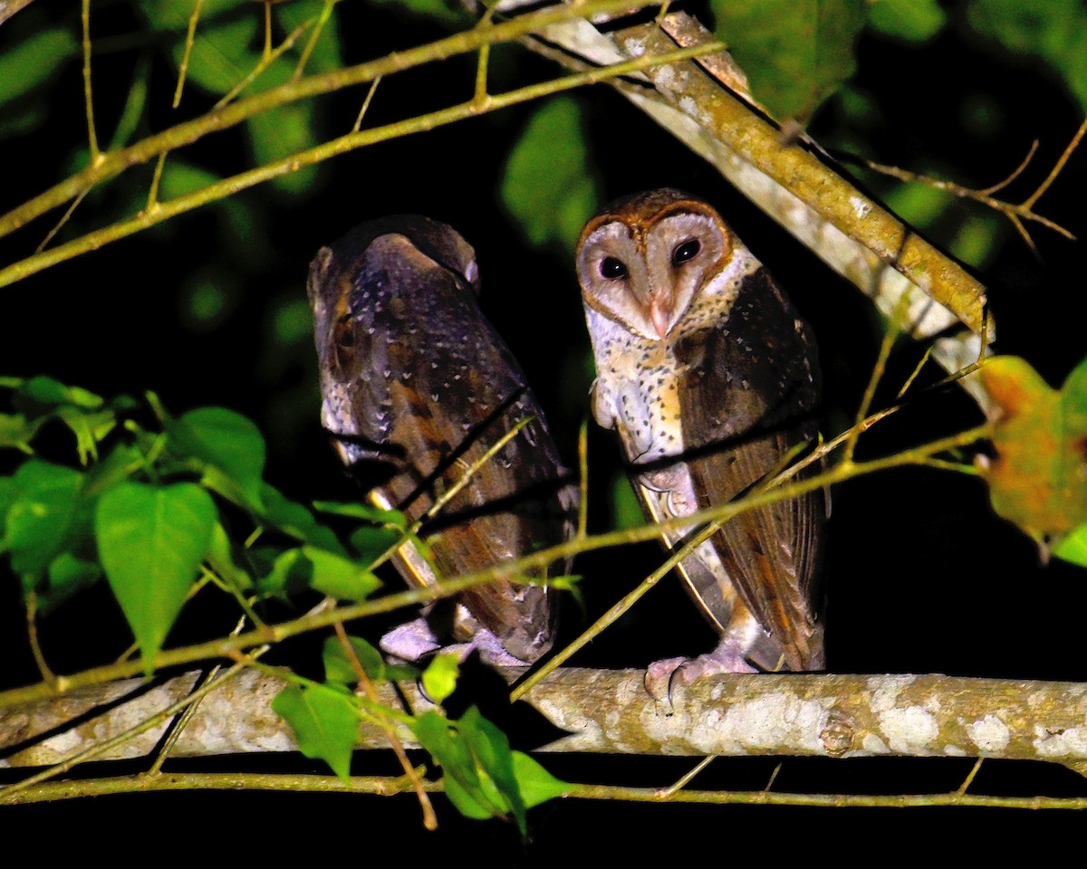 Andaman Masked-Owl - ML634272343