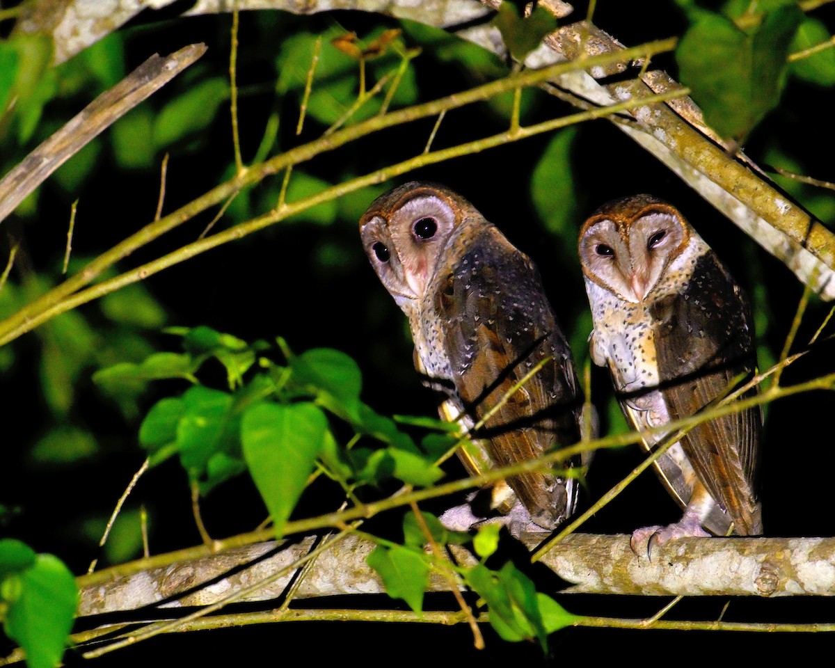 Andaman Masked-Owl - ML634272345