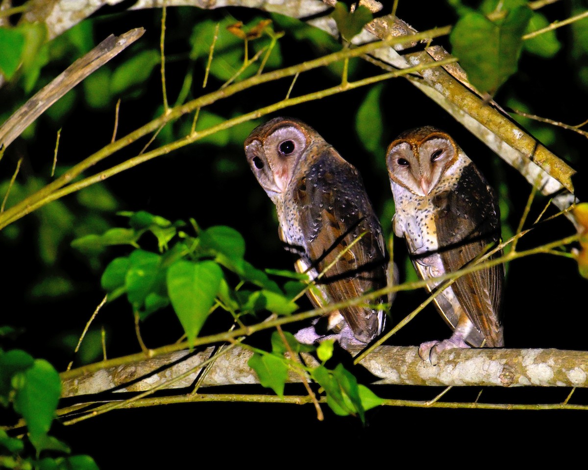 Andaman Masked-Owl - ML634272346