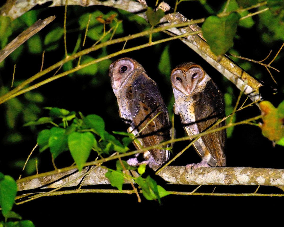 Andaman Masked-Owl - ML634272347