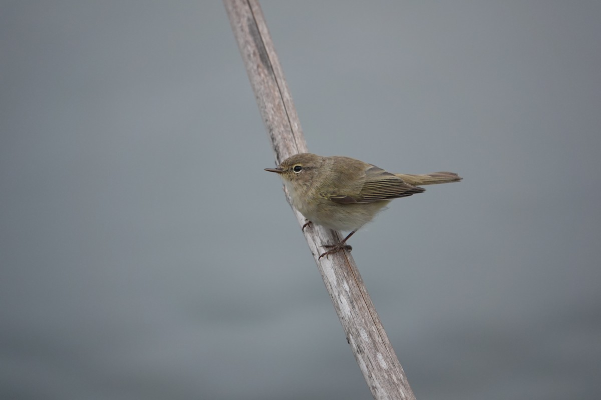 Урианхайн дууч шувуу - ML634272353