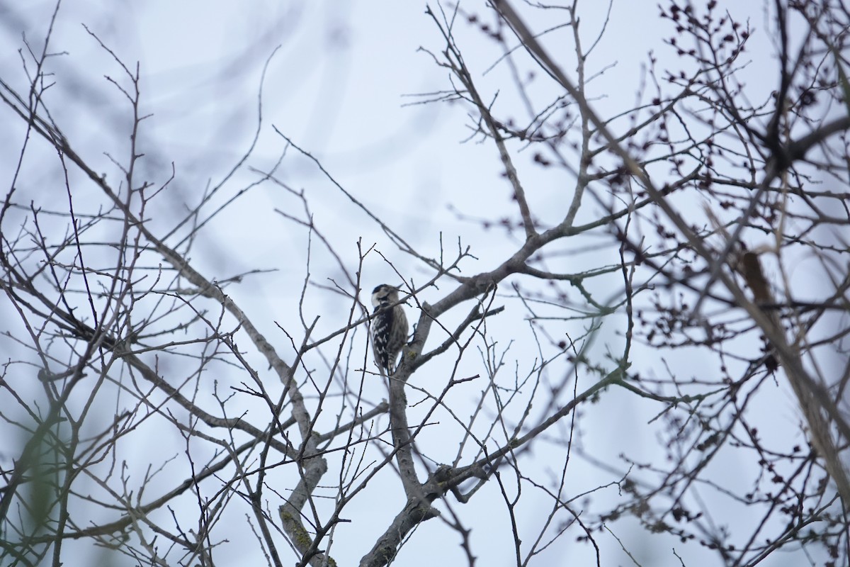 Цоохор тоншуул - ML634272368