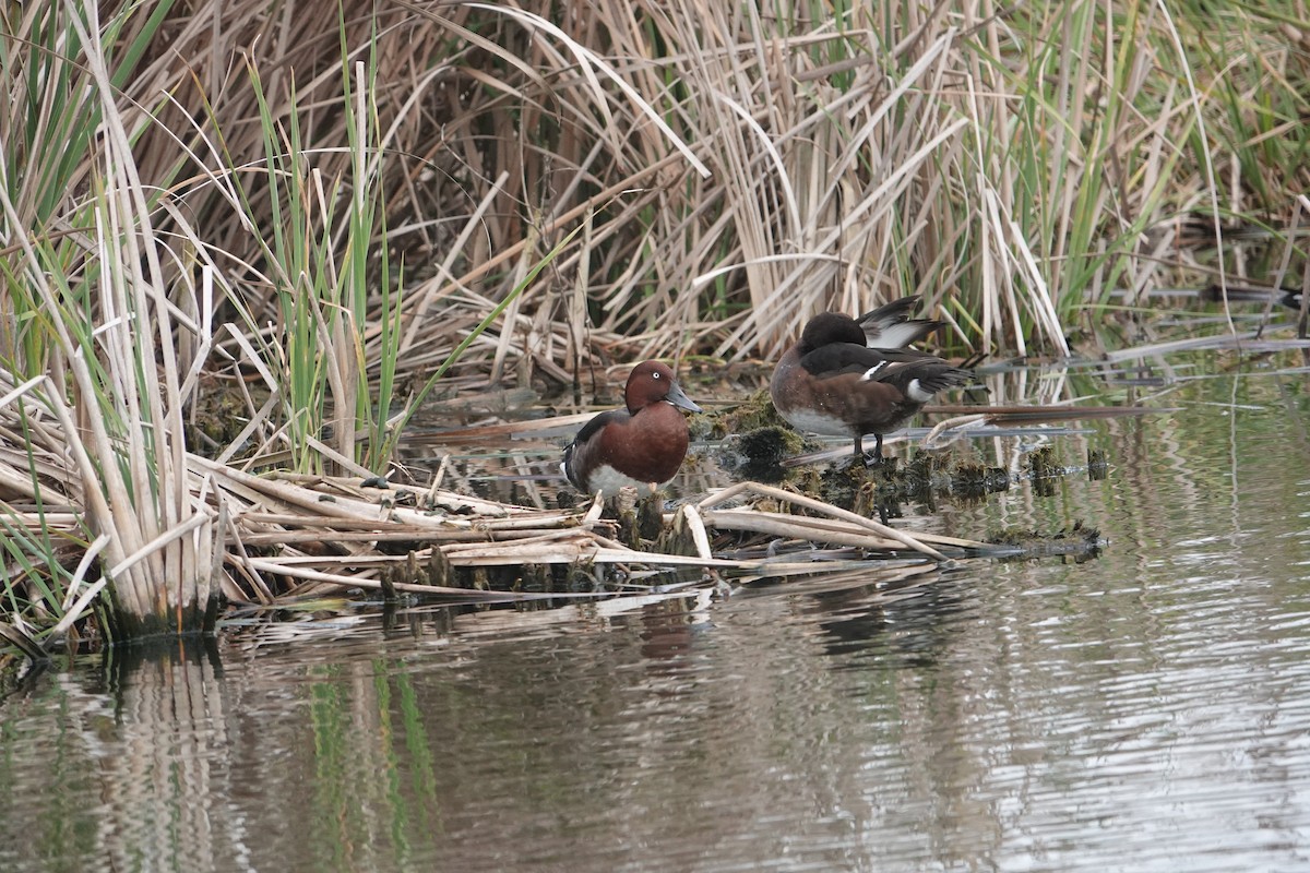 Ундар шумбуур - ML634272392