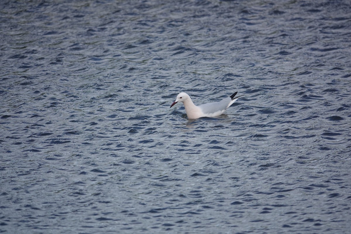 Шөвгөр цахлай - ML634272426