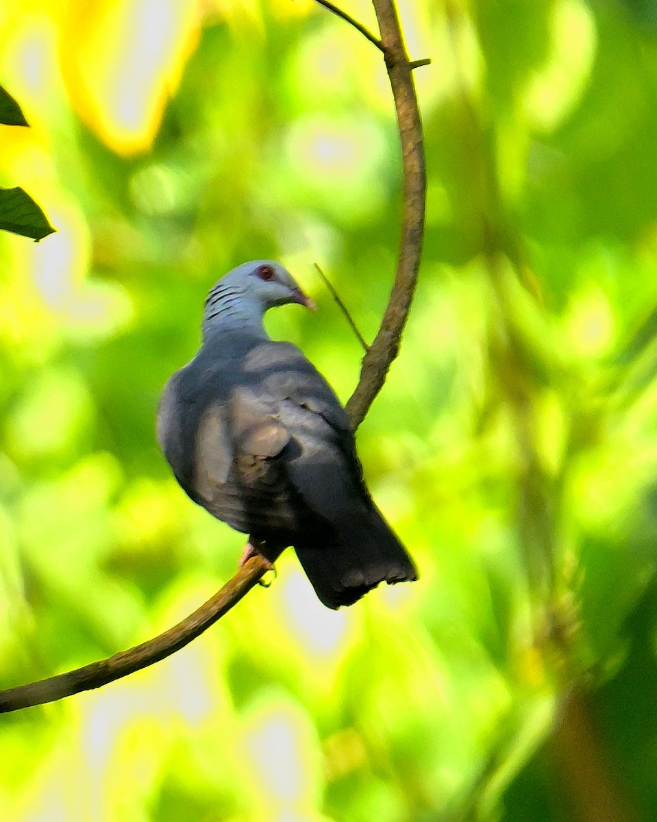 Andaman Wood-Pigeon - ML634272432