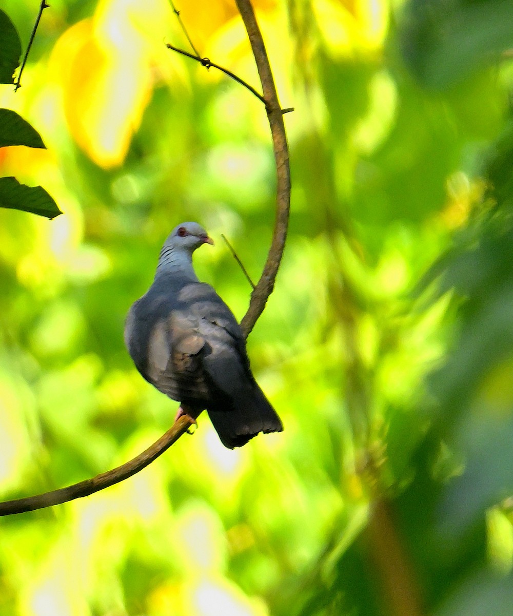Andaman Wood-Pigeon - ML634272433