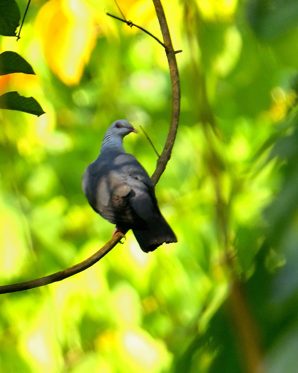 Andaman Wood-Pigeon - ML634272434