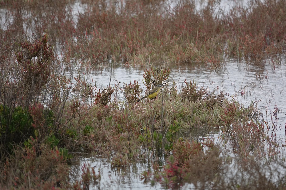 Өрнийн шар цэгцгий - ML634272445