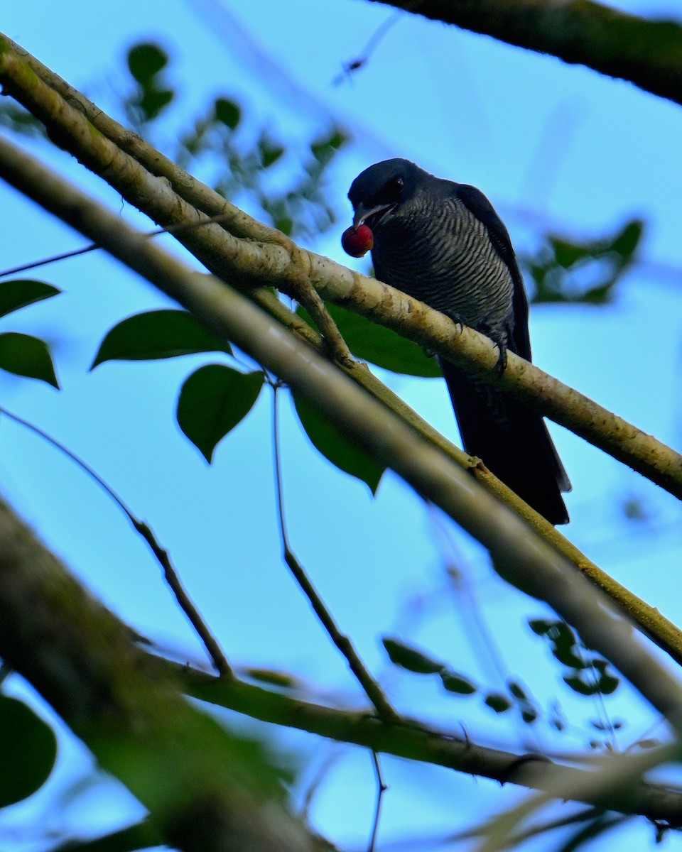Andaman Cuckooshrike - ML634272464