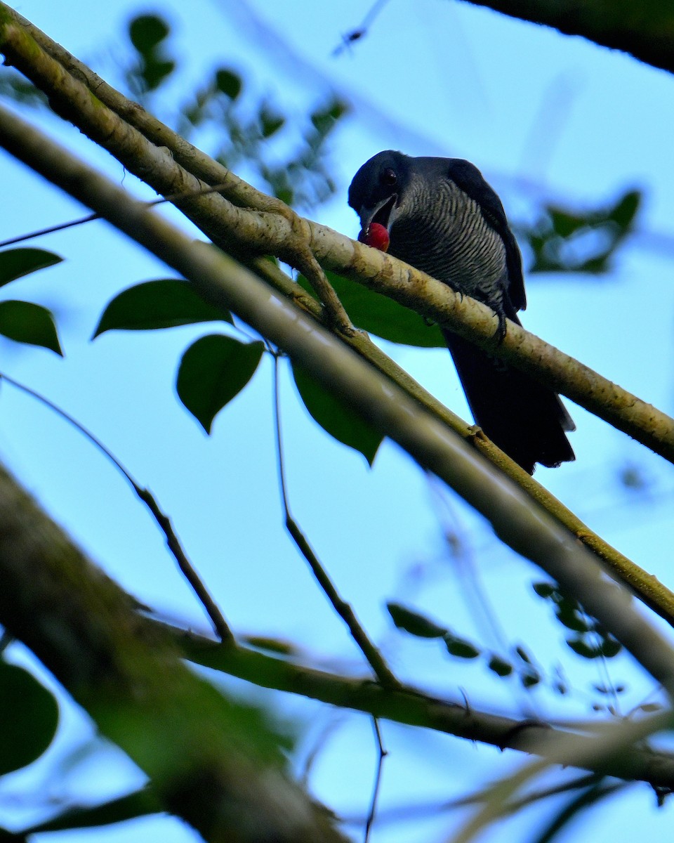 Andaman Cuckooshrike - ML634272465