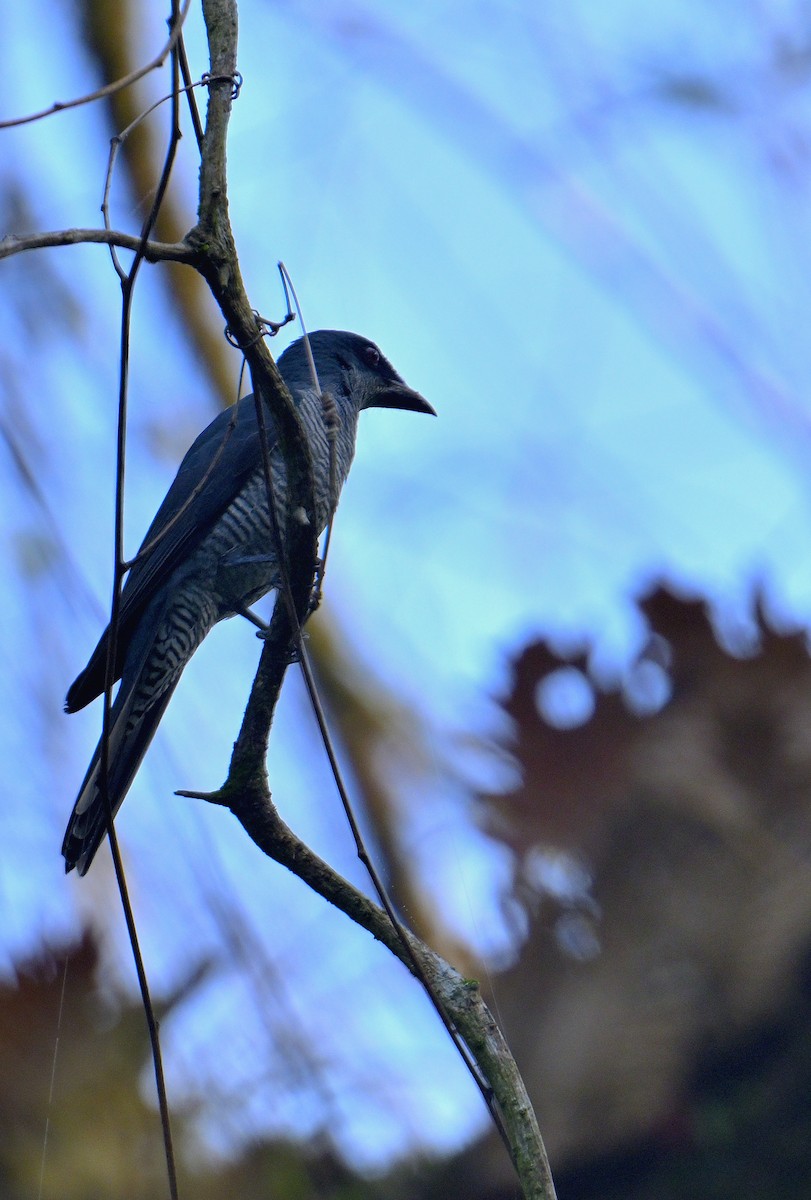 Andaman Cuckooshrike - ML634272466