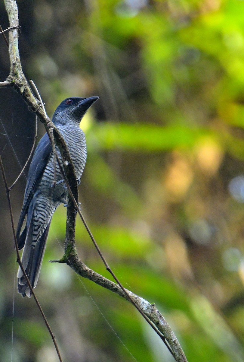 Andaman Cuckooshrike - ML634272467