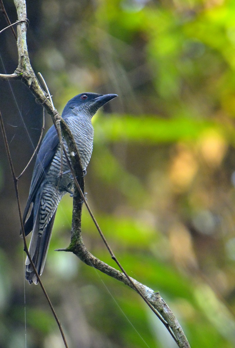 Andaman Cuckooshrike - ML634272468