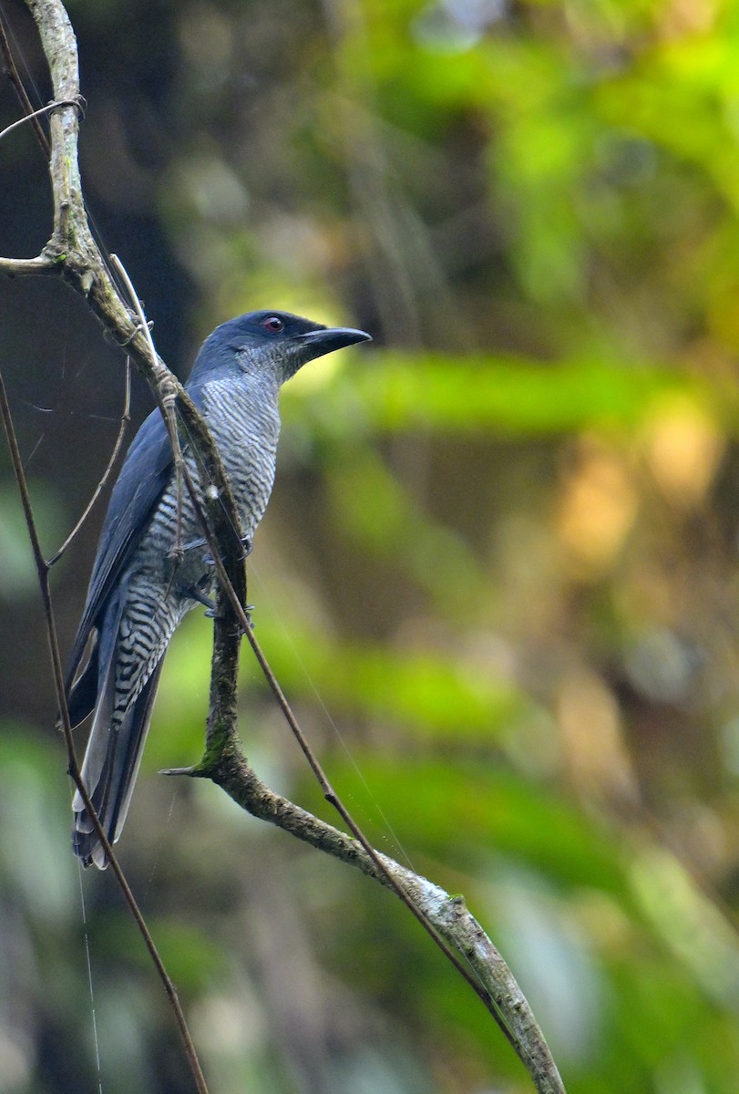 Andaman Cuckooshrike - ML634272469