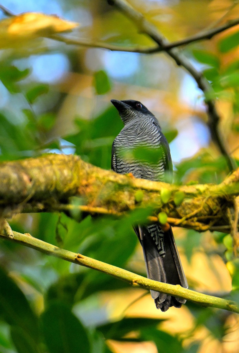 Andaman Cuckooshrike - ML634272471