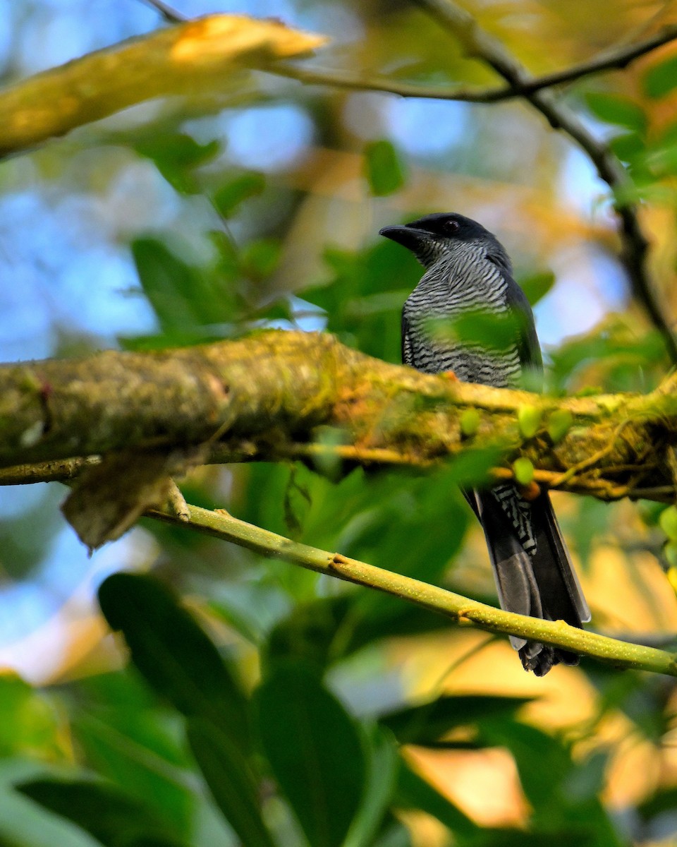 Andaman Cuckooshrike - ML634272472