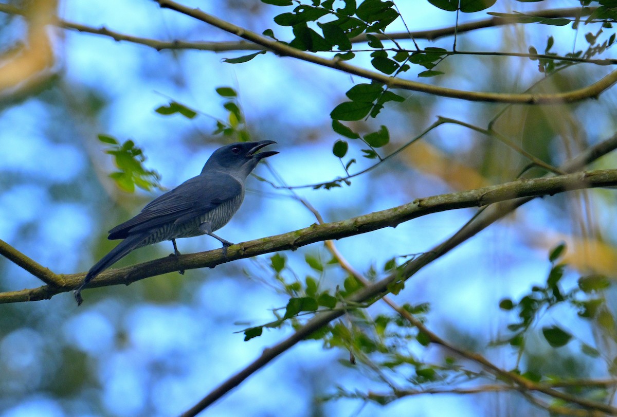 Andaman Cuckooshrike - ML634272473