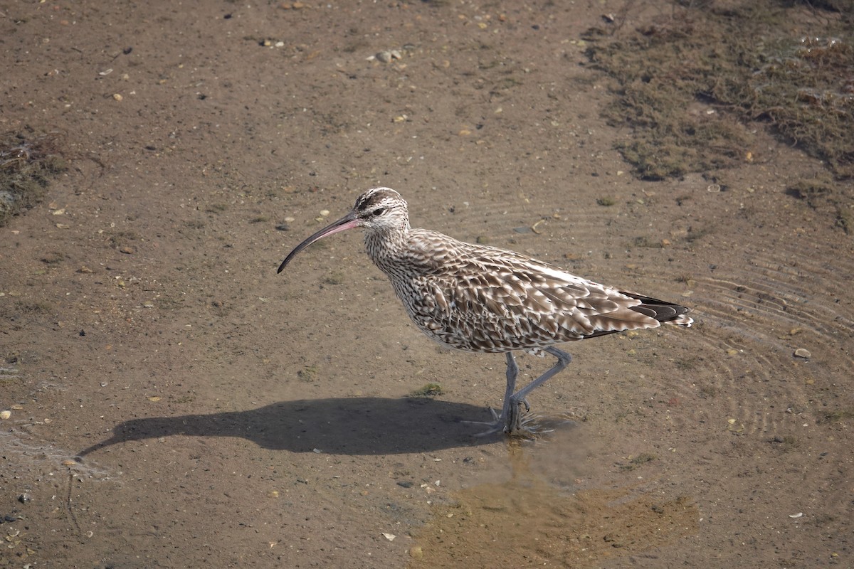 Eurasian Whimbrel - ML634272476