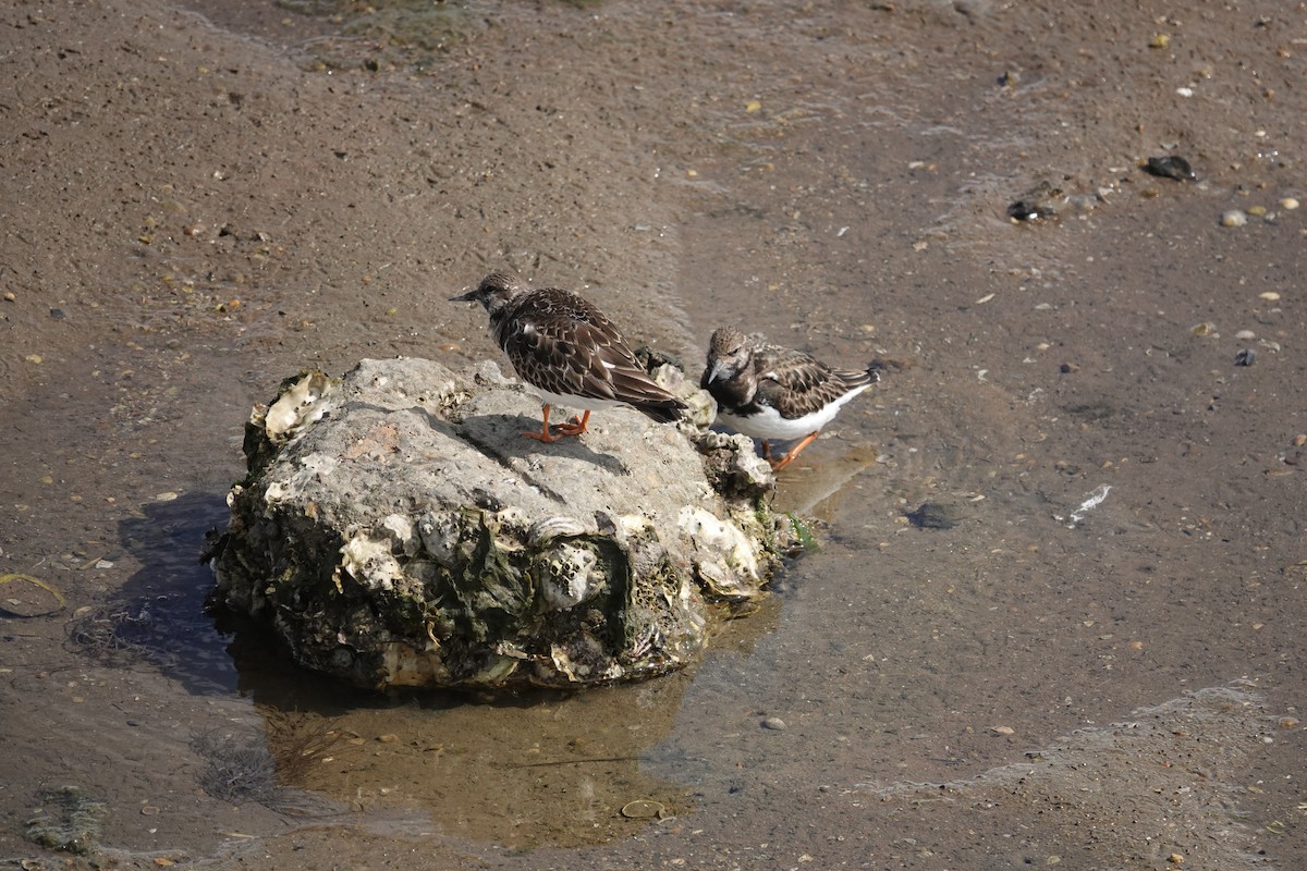 Алаг хайргач - ML634272483