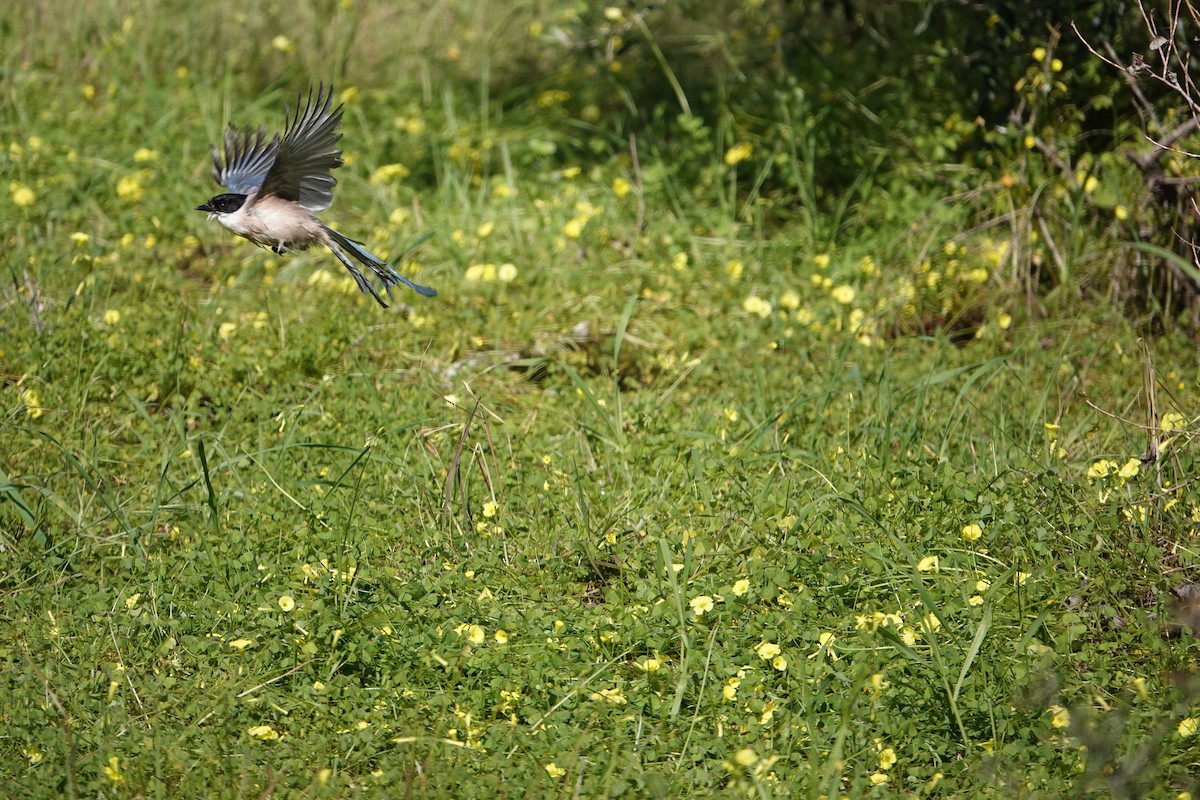 Iberian Magpie - ML634272520