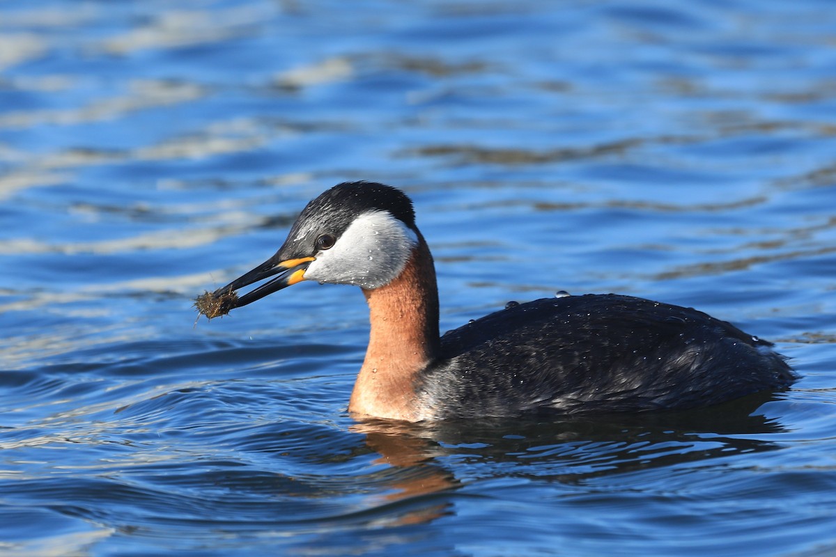Red-necked Grebe - ML634272525