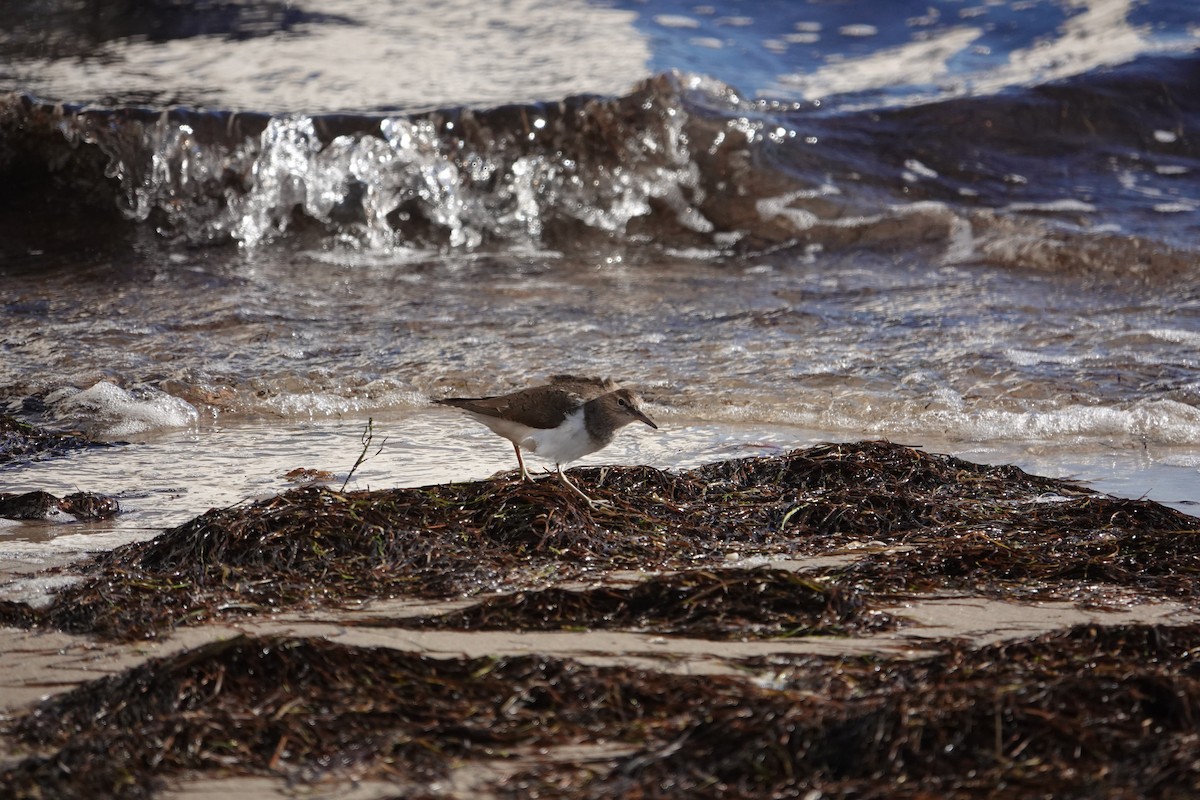 Хайргын хөгчүү - ML634272543