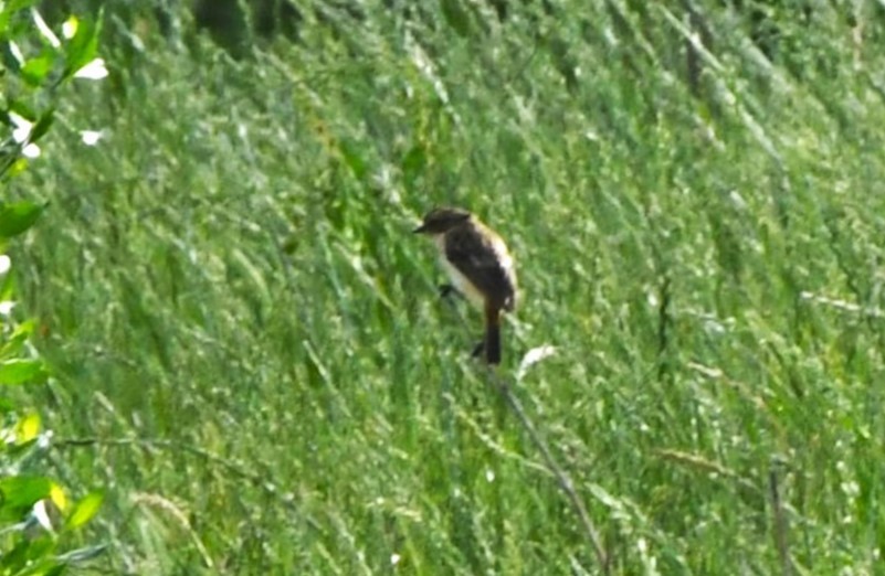 Amur Stonechat - ML634272544