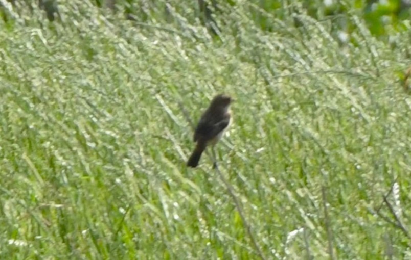 Amur Stonechat - ML634272550