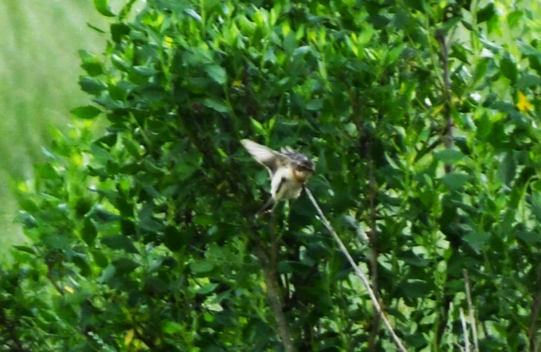 Amur Stonechat - ML634272554