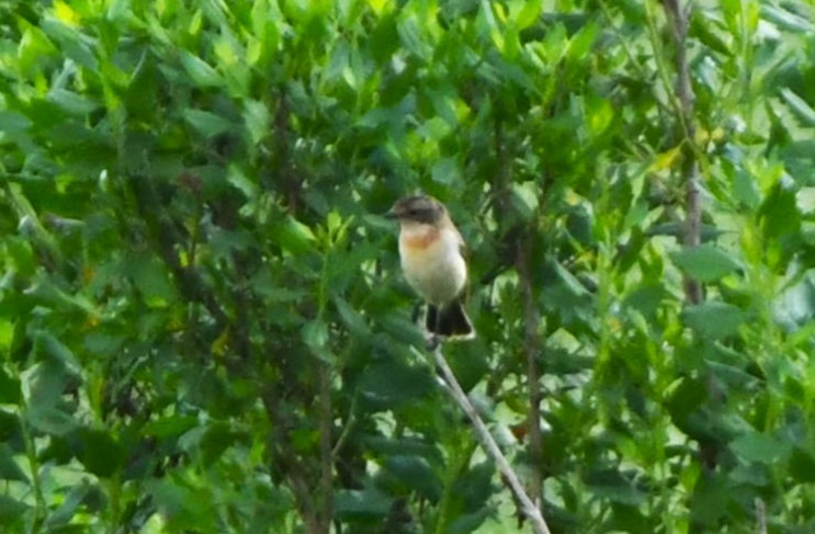 Amur Stonechat - ML634272556