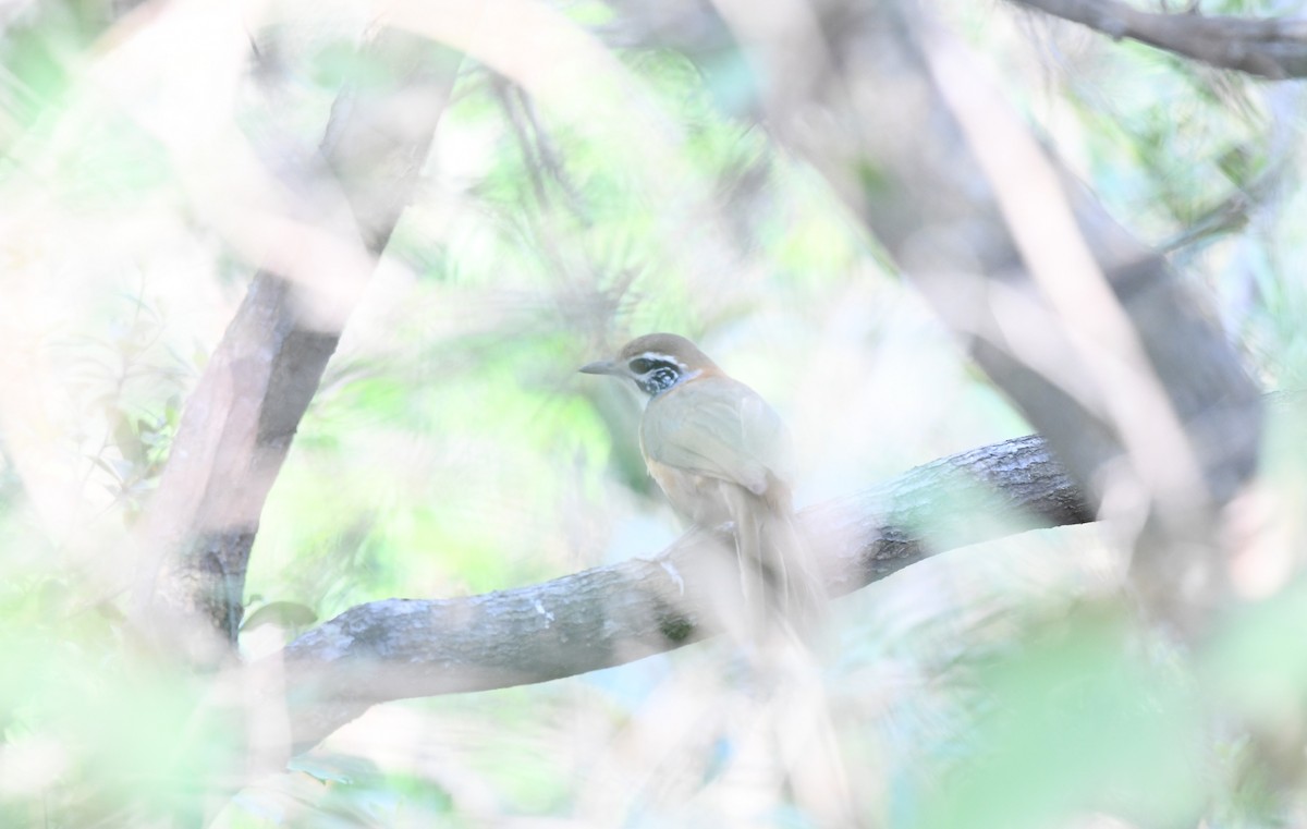 Greater Necklaced Laughingthrush - ML634272561