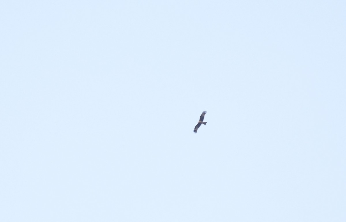 Black Kite - ML634272565