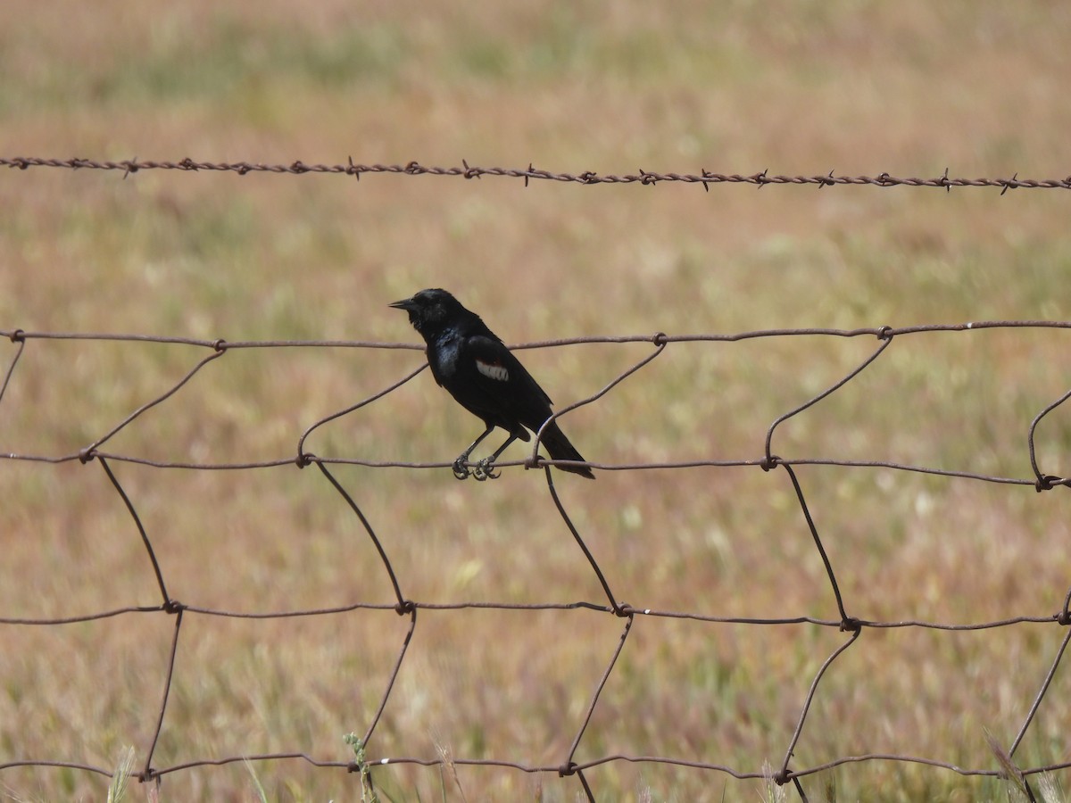 Carouge de Californie - ML634272606