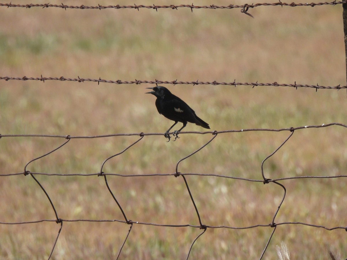 Carouge de Californie - ML634272607