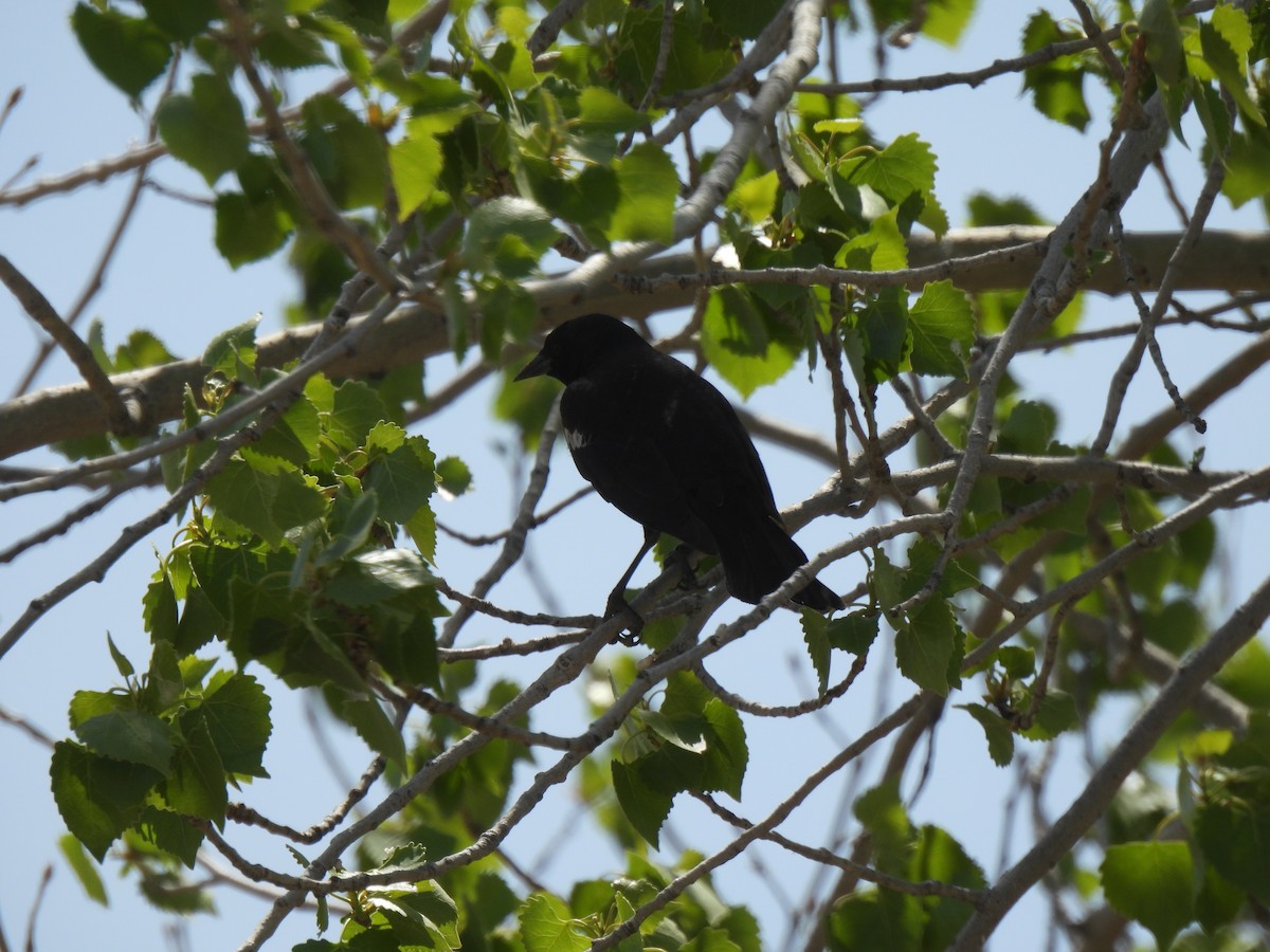 Carouge de Californie - ML634272613