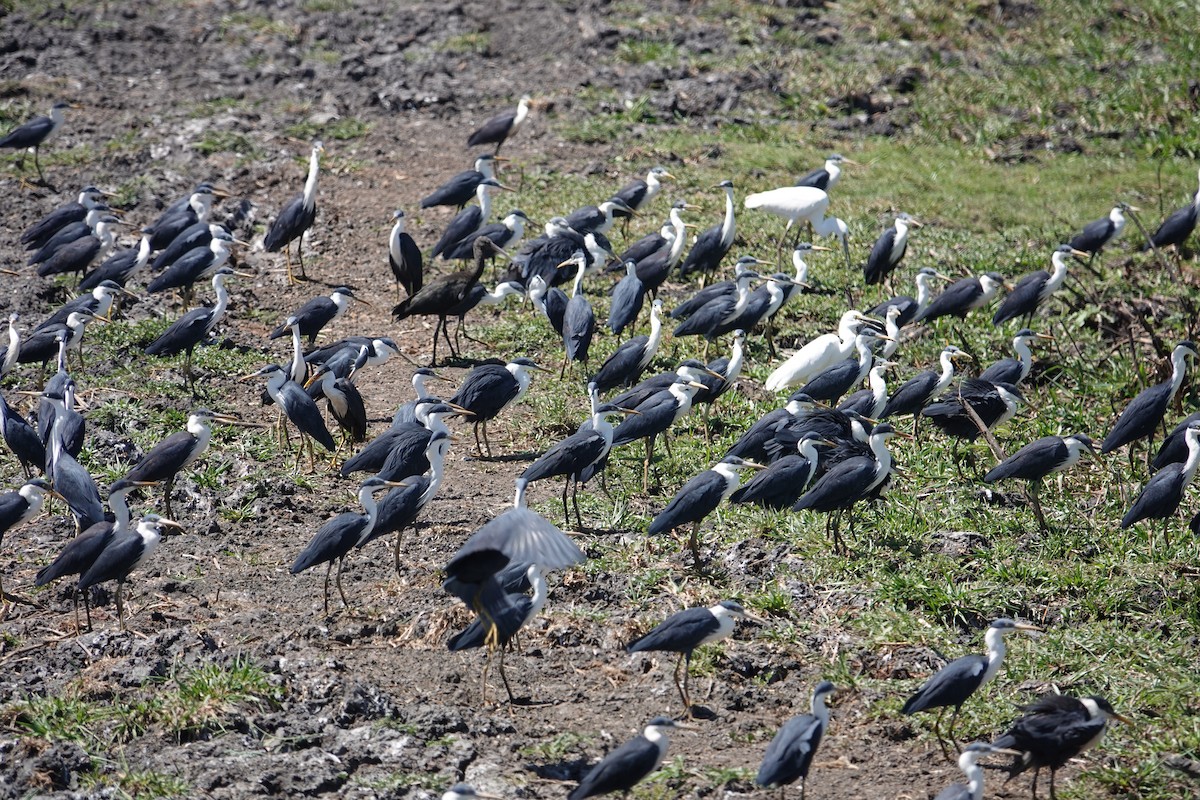 Pied Heron - ML634272643