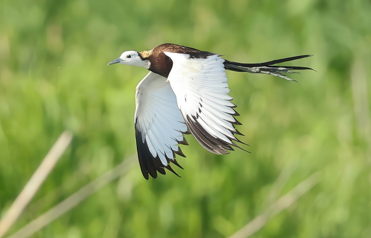 Pheasant-tailed Jacana - ML634272663