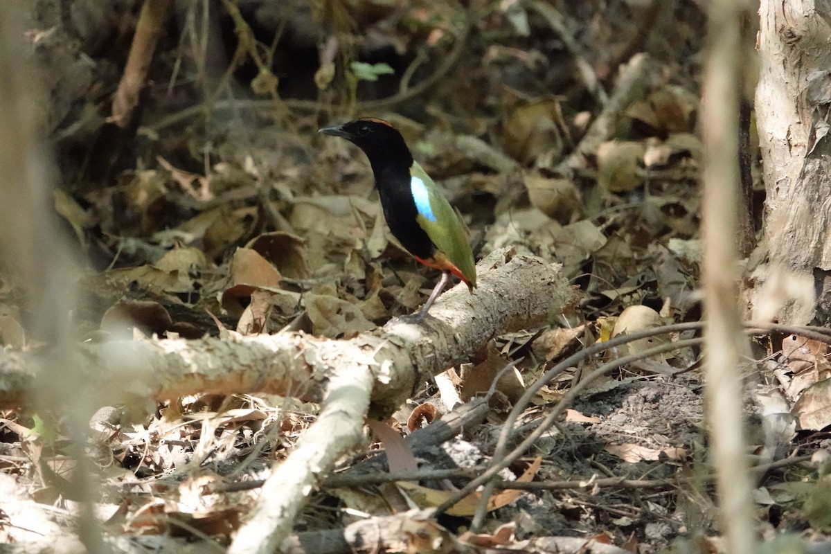 Rainbow Pitta - ML634272711