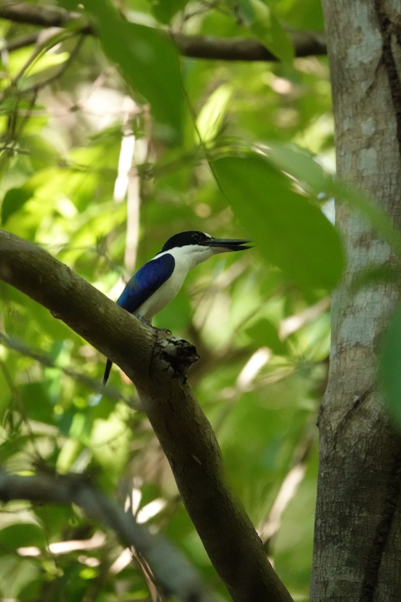 Forest Kingfisher - ML634272719