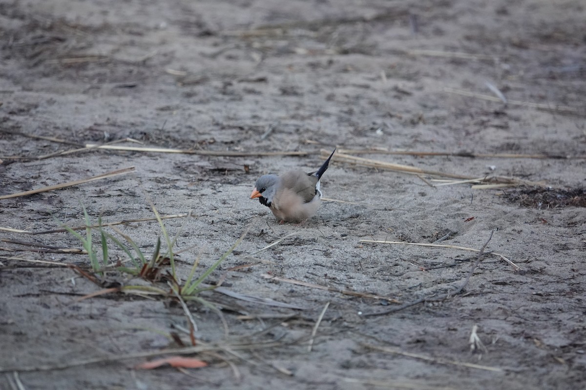 Long-tailed Finch - ML634272761